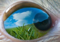 视网膜细胞的功能由大自然的全景环境塑造